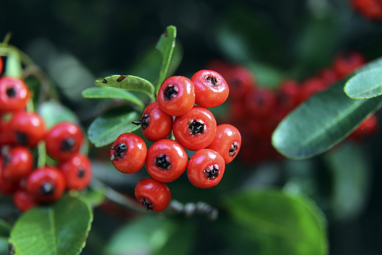 年平昌冬奥 年平昌冬奥